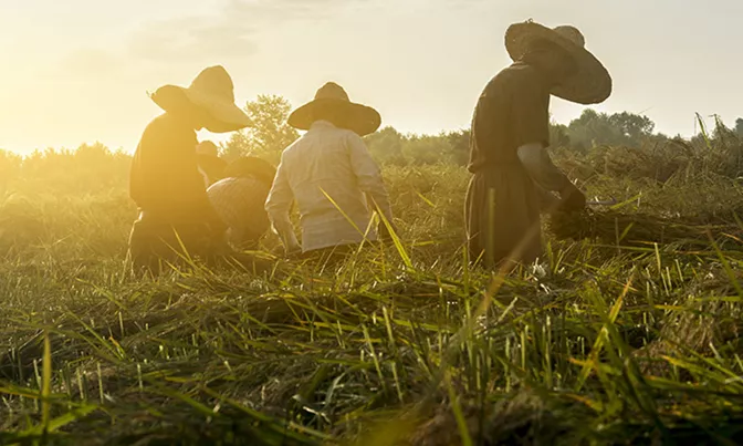 Workers on rice field