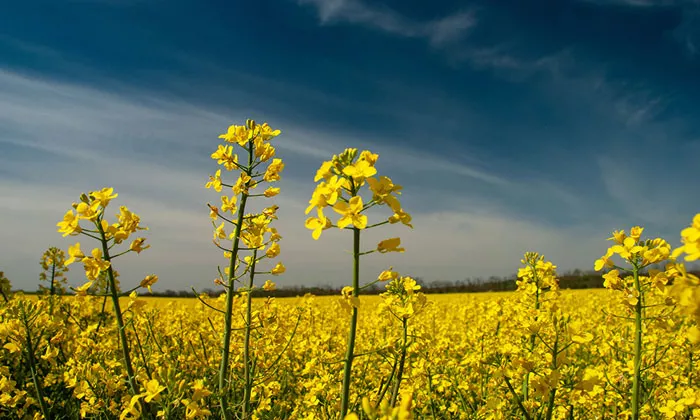 Field in the sun