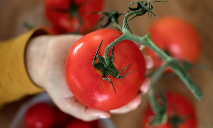Tomato in hand