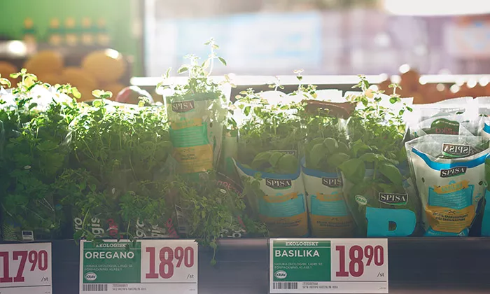 Fresh herbs in Willys store