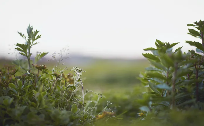 Green plants