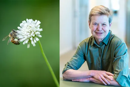 A bee on a flower and Åsa Domeij