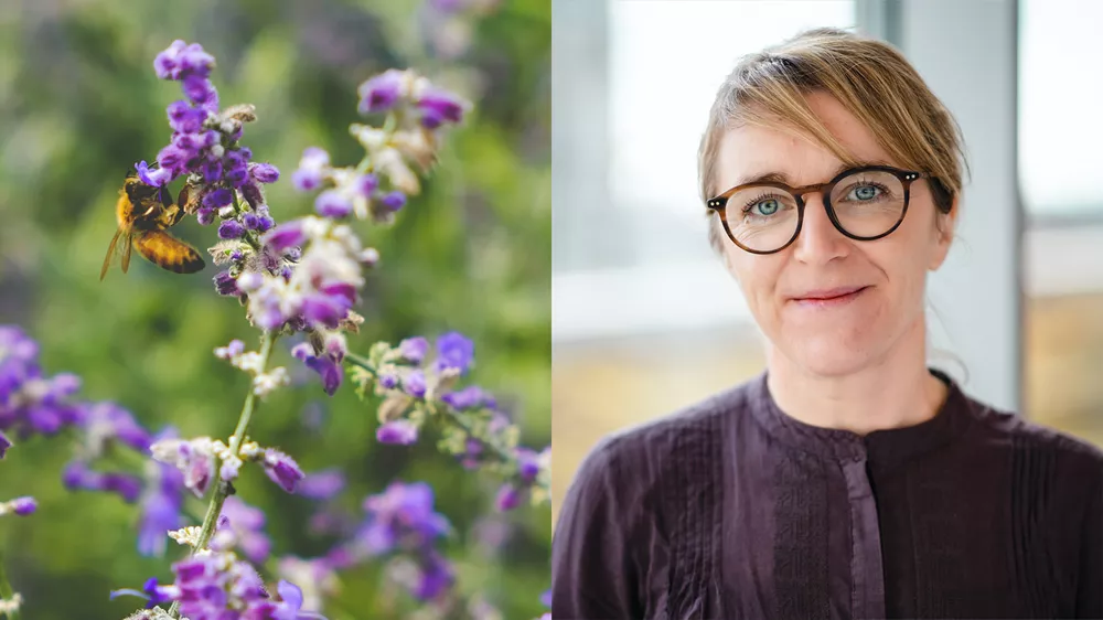 Helena Allard, sustainability innovator at Axfood